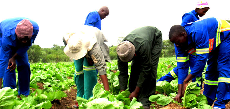 Department of Labour is Hiring: Farming Assistants Learnership 2026